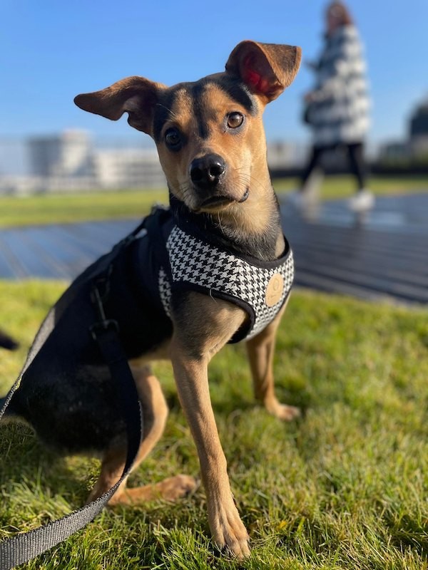 Harness vest Chloe's Home Porto black| CHLOE'S HOME | PETZWELCOME