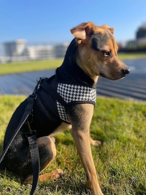 Harness vest Chloe's Home Porto black| CHLOE'S HOME | PETZWELCOME