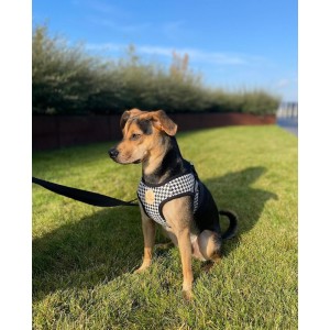 Harness vest Chloe's Home Porto black| CHLOE'S HOME | PETZWELCOME