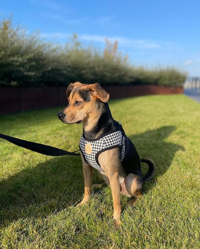 Harness vest Chloe's Home Porto black| CHLOE'S HOME | PETZWELCOME