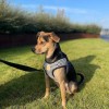 Harness vest Chloe's Home Porto black| CHLOE'S HOME | PETZWELCOME