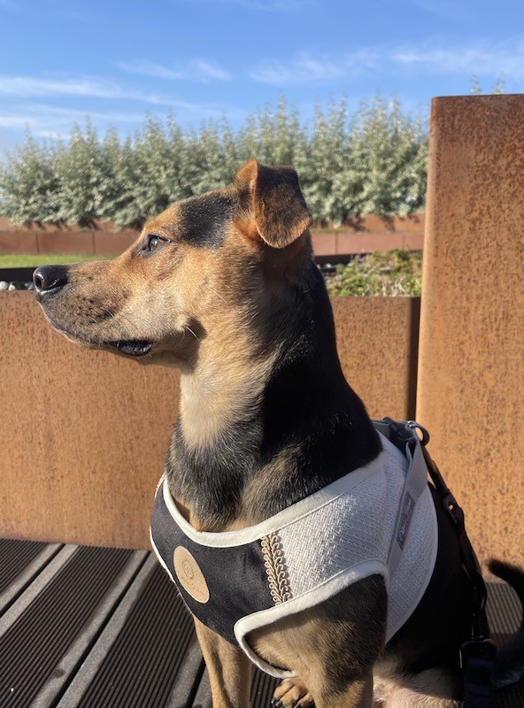 Szelki kamizelka Chloe's Home Tuscany białe | CHLOE'S HOME | PETZWELCOME