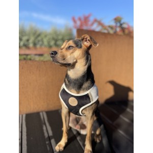 Szelki kamizelka Chloe's Home Tuscany białe | CHLOE'S HOME | PETZWELCOME