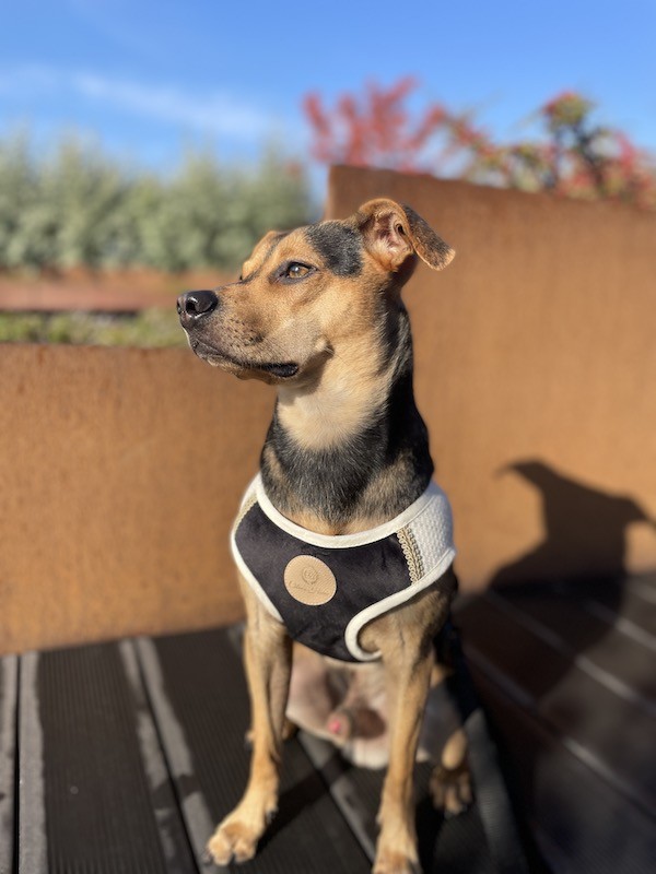 Szelki kamizelka Chloe's Home Tuscany białe | CHLOE'S HOME | PETZWELCOME