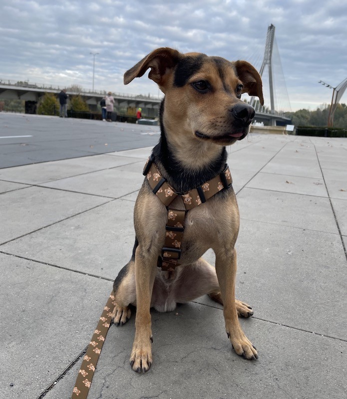 Szelki guard dla psa Misie | PETZWELCOME