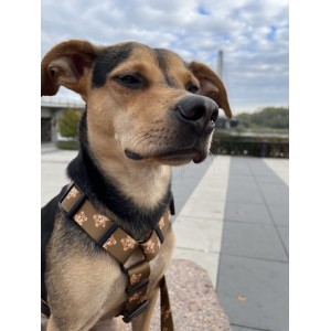 Szelki guard dla psa Misie | PETZWELCOME