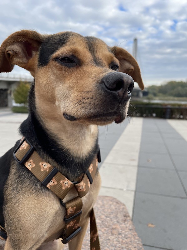 Szelki guard dla psa Misie | PETZWELCOME