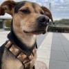 Dog guard harness Teddy | PETZWELCOME