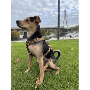 Szelki guard dla psa Misie | PETZWELCOME