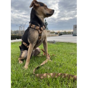 Adjustable dog leash Teddy| PETZWELCOME