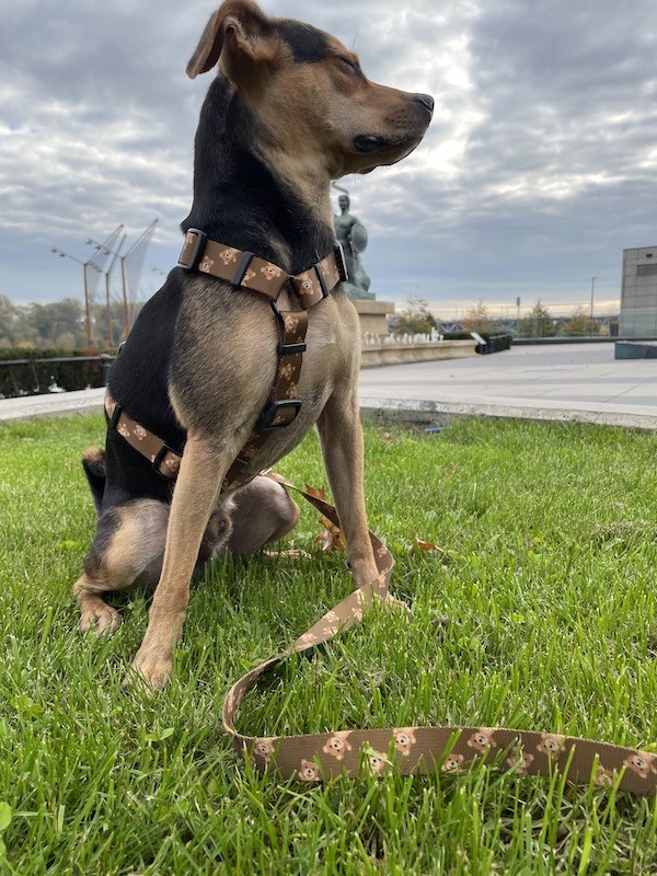 City leash Teddy | PETZWELCOME