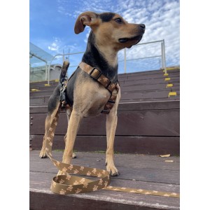 City leash Teddy | PETZWELCOME