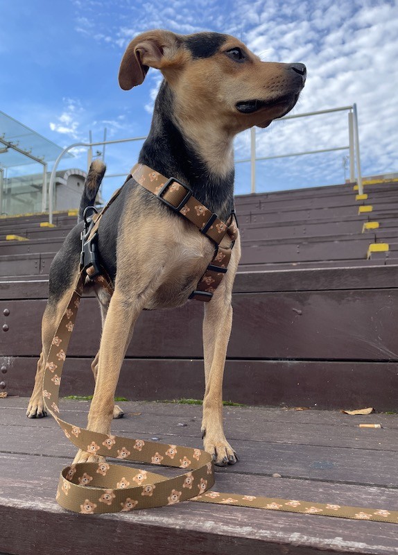 City leash Teddy | PETZWELCOME