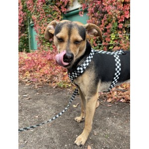 Szelki guard dla psa Szachownica | PETZWELCOME