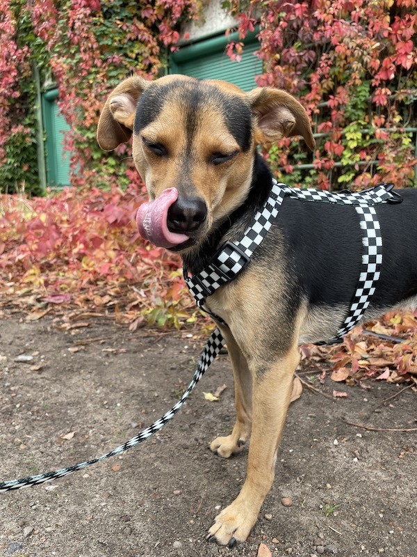 Szelki guard dla psa Szachownica | PETZWELCOME