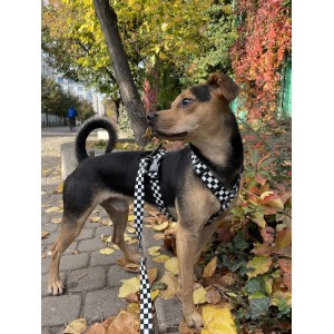 Smycz przepinana Szachownica Regulowana i Wytrzymała| PETZWELCOME