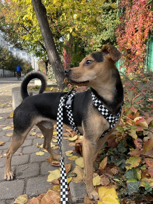 Smycz przepinana Szachownica Regulowana i Wytrzymała| PETZWELCOME