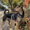 Adjustable dog leash Checkerboard | PETZWELCOME