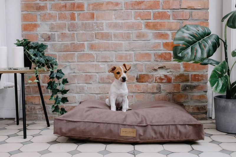 CLASSIC brown dog cushion