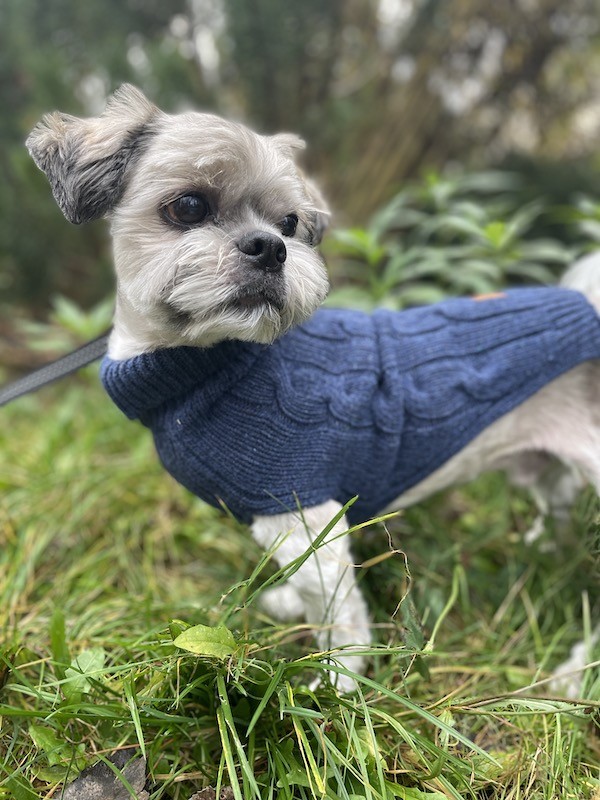 Dog sweater ASPEN navy | Bowl and Bone Republic | PETZWELCOME