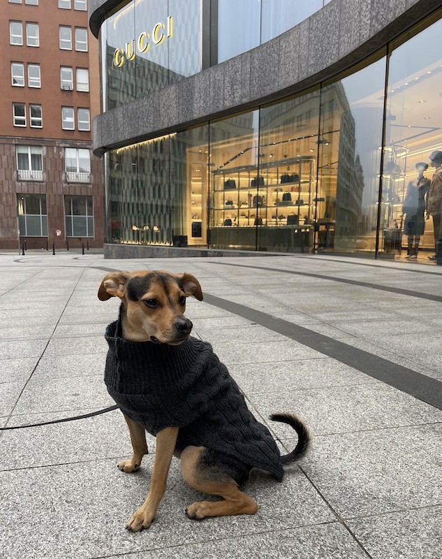 Dog sweater ASPEN gray | Bowl and Bone Republic | PETZWELCOME