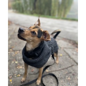 Dog sweater ASPEN gray | Bowl and Bone Republic | PETZWELCOME