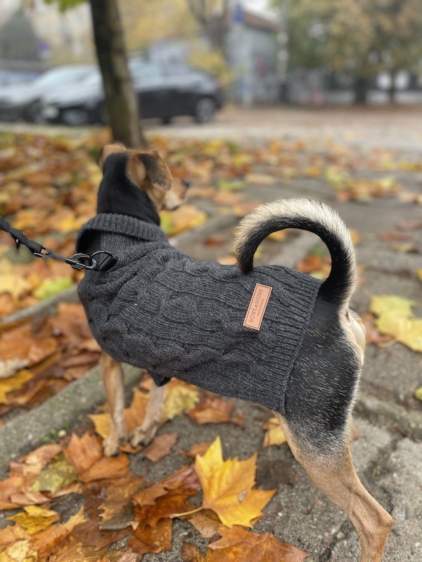 Dog sweater ASPEN gray | Bowl and Bone Republic | PETZWELCOME