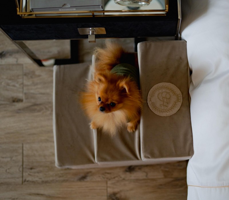 Dog stairs COPENHAGEN gold