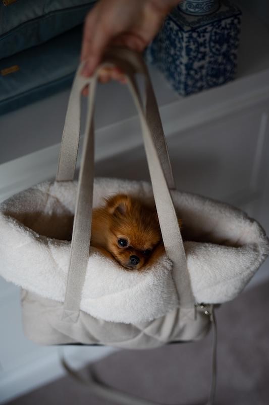 Carrying bag for a  dog or cat TALLIN ecru | Chloe'e Home | PETZWELCOME