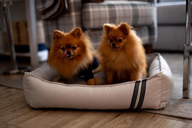 Pet bed COPENHAGEN gray | CHLOE'S HOME | PETZWELCOME