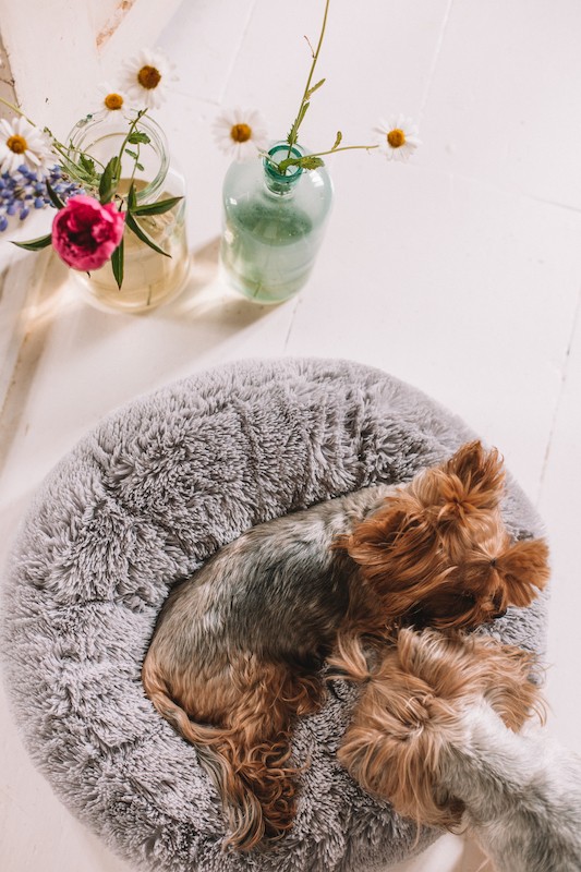 Oval cushion PETERSBURG gray