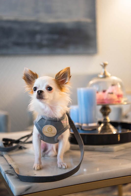 Harness vest Chloe's Home London Exclusive