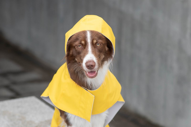Dog raincoat STORM yellow