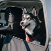 Car seat cover for a dog „KUKO+” Black | Bebobi | PETZWELCOME