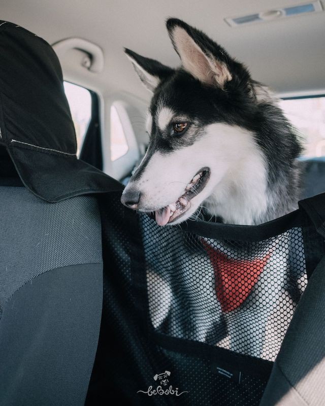 Car seat cover for a dog „KUKO+” Black | Bebobi | PETZWELCOME