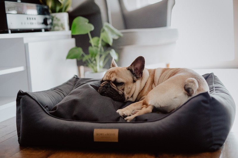 Dog bed  CLASSIC beige | Bowl and Bone Republic | PETZWELCOME