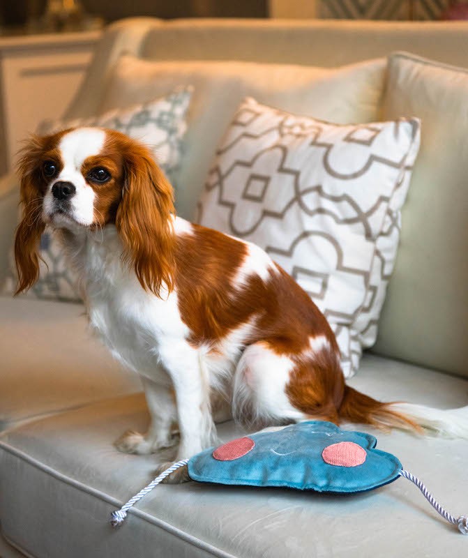 Zabawka dla psa CLOUD | PETZWELCOME