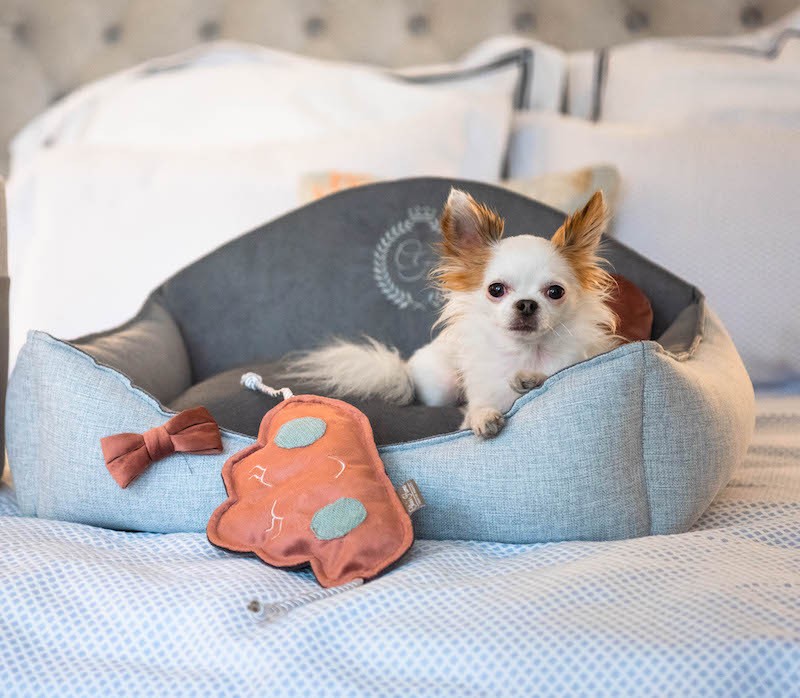 Dog toy CLOUD |  PETZWELCOME