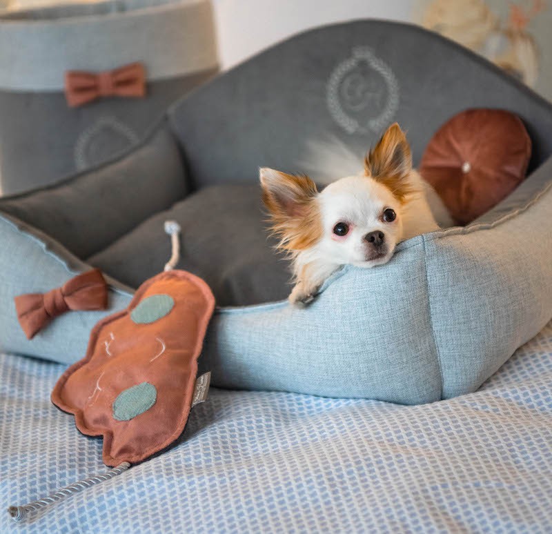 Dog toy CLOUD |  PETZWELCOME