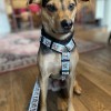 Harness for dog Leniwce