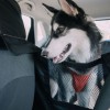 Car seat cover for a dog „KUKO+” Beige | Bebobi | PETZWELCOME