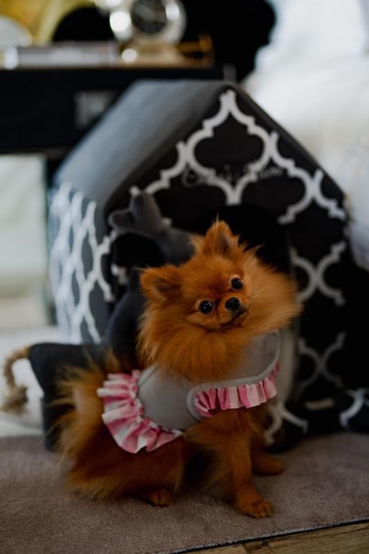 Budka dla psa lub kota ROME szara | Chloe's Home | PETZWELCOME