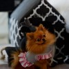 Dog and cat bed Monte Carlo pink | Chloe's Home | PETZWELCOME