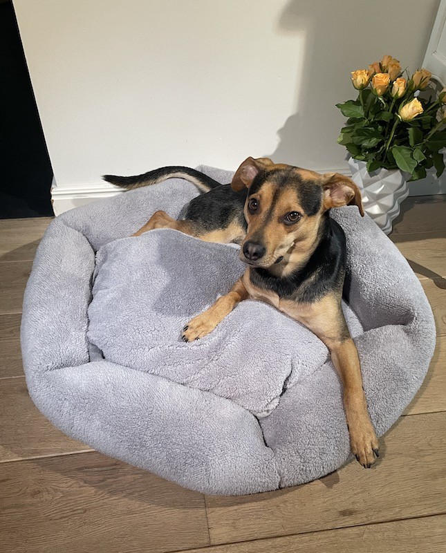 Legowisko z barankiem Tallin szare| PETZWELCOME