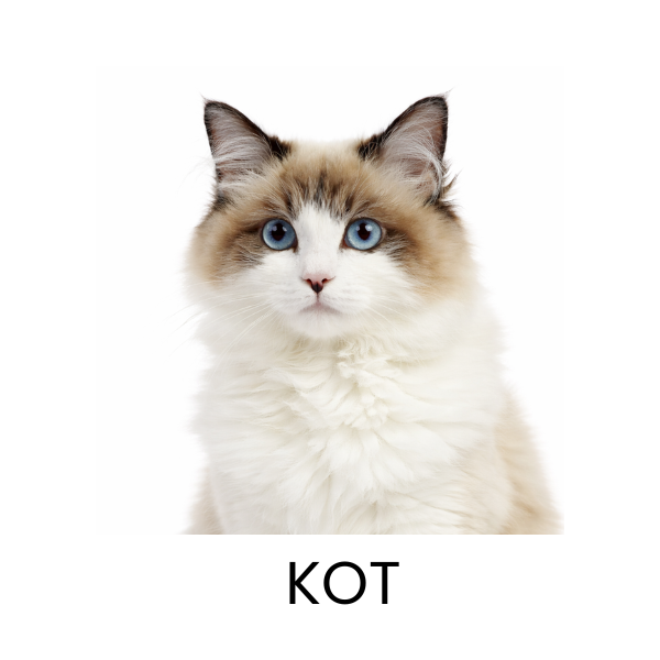 Kot