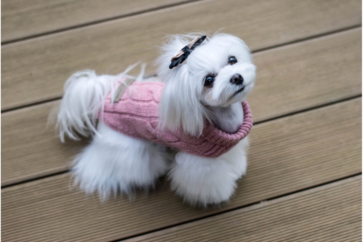 Praktyczne i stylowe: Swetry dla psów na każdą okazję
