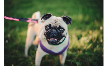 Szelki czy obroża? Co wybrać?