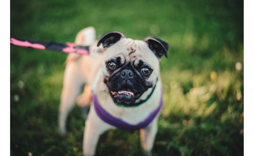 Szelki czy obroża? Co wybrać?