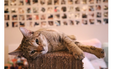 Jak stymulować koty