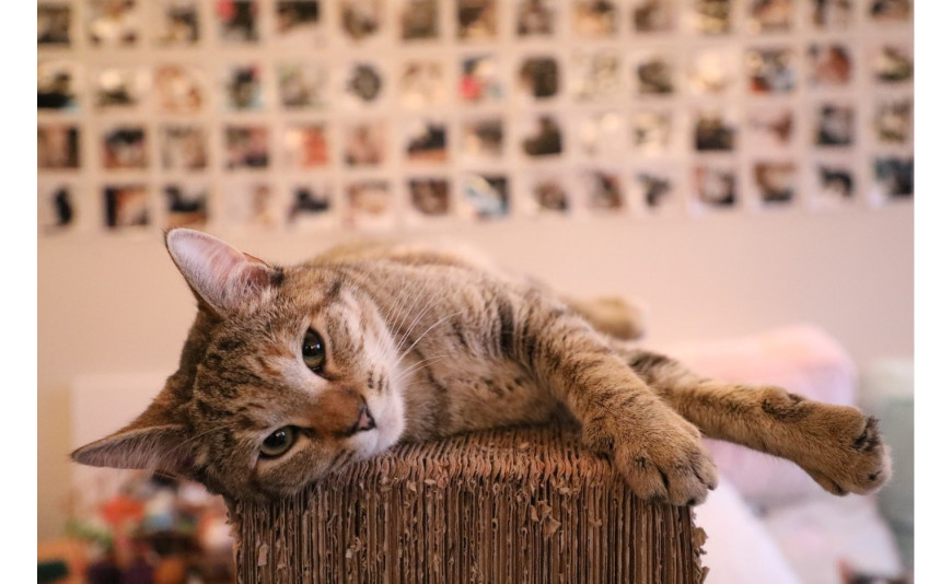 Jak stymulować koty